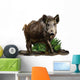 Wild boar on a white background Wall Decal