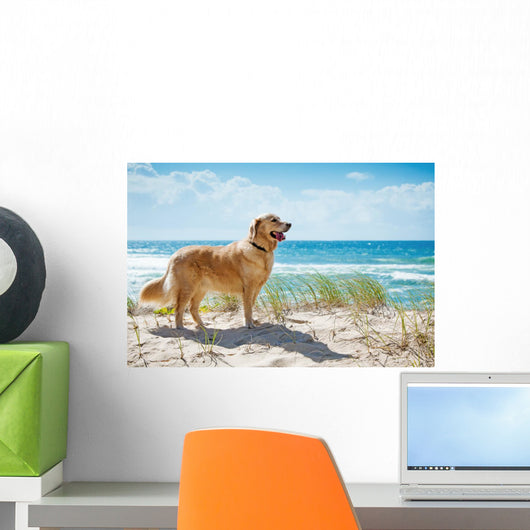 Golden Retriever Sandy Dune