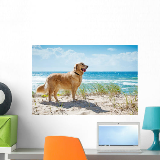 Golden Retriever Sandy Dune
