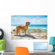 Golden Retriever Sandy Dune