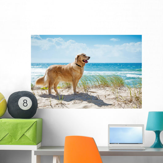 Golden Retriever Sandy Dune