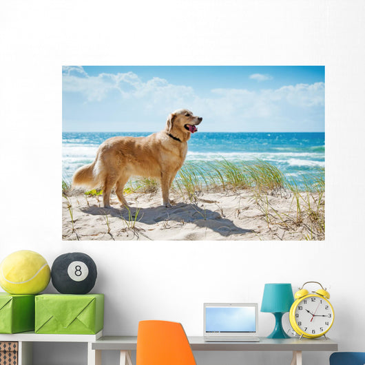 Golden Retriever Sandy Dune