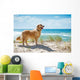 Golden Retriever Sandy Dune
