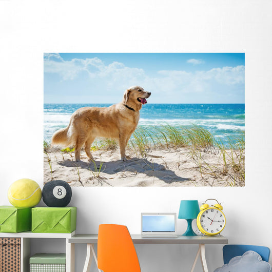 Golden Retriever Sandy Dune