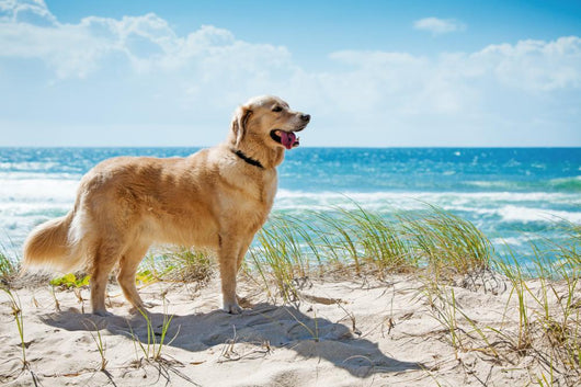 Golden Retriever Sandy Dune