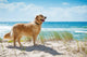 Golden Retriever Sandy Dune
