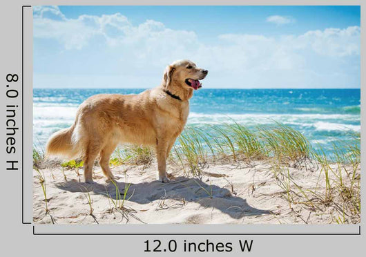 Golden Retriever Sandy Dune