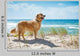 Golden Retriever Sandy Dune