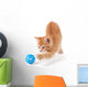 Cute Orange Kitten Playing on a White Background. Wall Decal