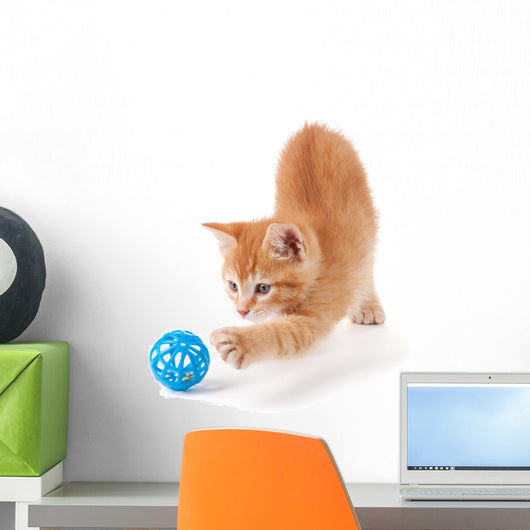 Cute Orange Kitten Playing on a White Background. Wall Decal