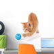 Cute Orange Kitten Playing on a White Background. Wall Decal