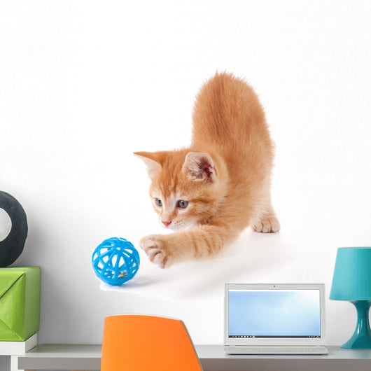 Cute Orange Kitten Playing on a White Background. Wall Decal