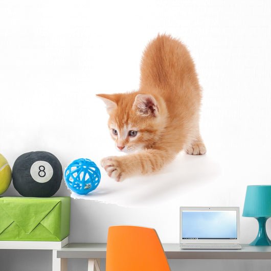 Cute Orange Kitten Playing on a White Background. Wall Decal