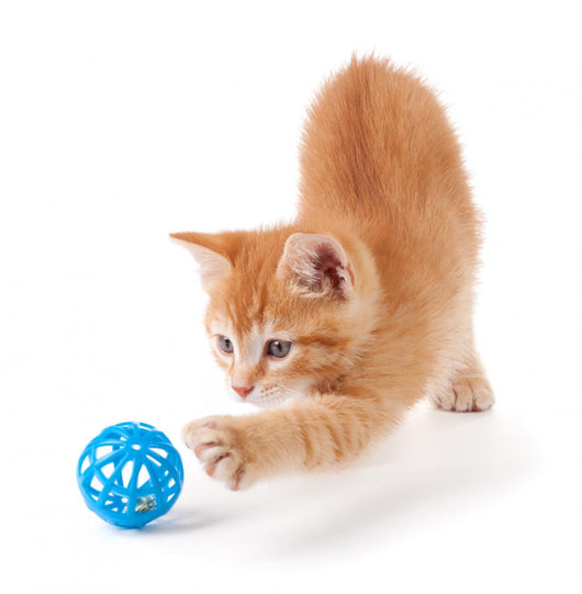 Cute Orange Kitten Playing on a White Background. Wall Decal