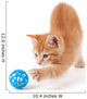 Cute Orange Kitten Playing on a White Background. Wall Decal