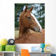 Thoroughbred Yearlings