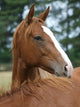 Thoroughbred Yearlings