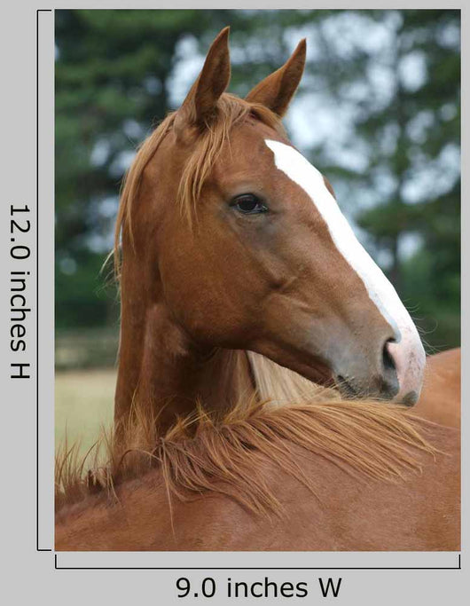 Thoroughbred Yearlings