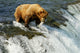 Grizzly bear Wall Mural