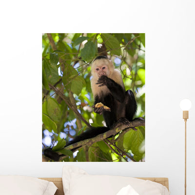 White-faced Capuchin Eating Banana Wall Mural shown on a wall