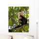 White-faced Capuchin Eating Banana Wall Mural