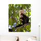 White-faced Capuchin Eating Banana Wall Mural