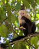 White-faced Capuchin Eating Banana Wall Mural
