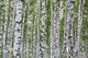 Summer Birch Wood Wall Decal