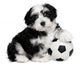 Cute Sitting Havanese Puppy Dog Wall Decal