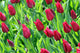 Red Tulips