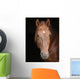 Stallion against Black