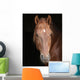 Stallion against Black