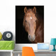 Stallion against Black