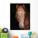 Stallion against Black