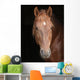 Stallion against Black