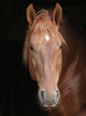 Stallion against Black