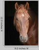 Stallion against Black