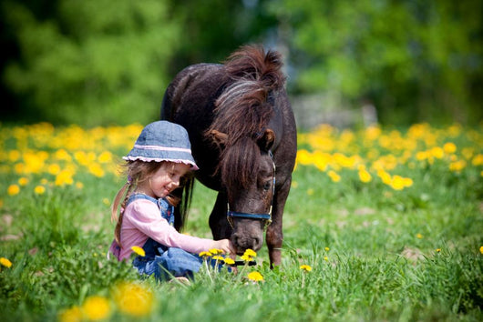 Child Feeding Small Horse
