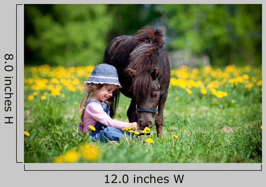 Child Feeding Small Horse