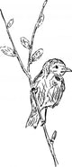 Bird Branch Wall Mural