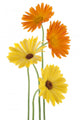 Calendula Wall Decal