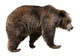 Brown Bear Ursus Arctos Wall Decal
