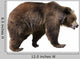 Brown Bear Ursus Arctos Wall Decal