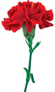 red carnations isolated Wall Decal