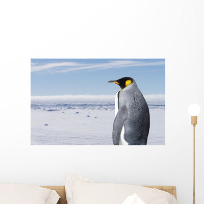 King Penguin Wall Mural shown on a wall