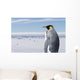 King Penguin Wall Mural