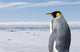 King Penguin Wall Mural