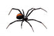 Black Widow Wall Decal
