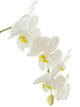White Orchid Wall Decal