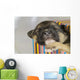 Newborn Puppy Sleeps